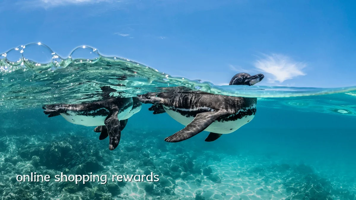 online shopping rewards