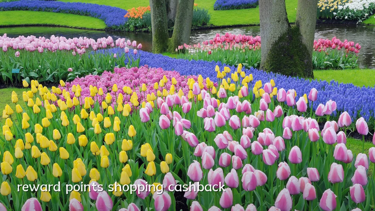reward points shopping cashback
