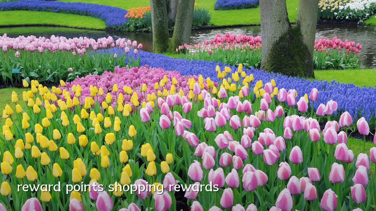 reward points shopping rewards